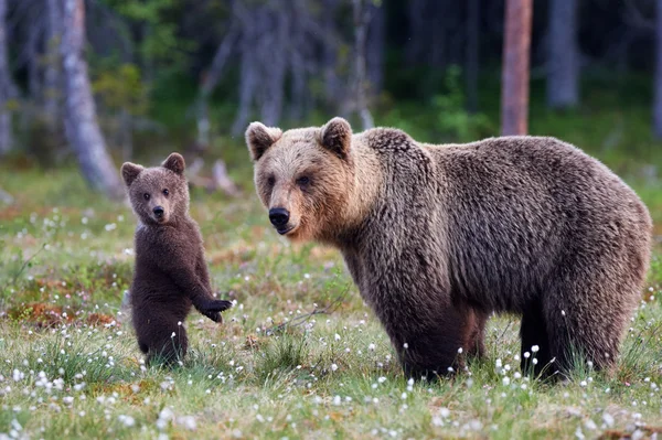 Moeder beer en Cub — Stockfoto