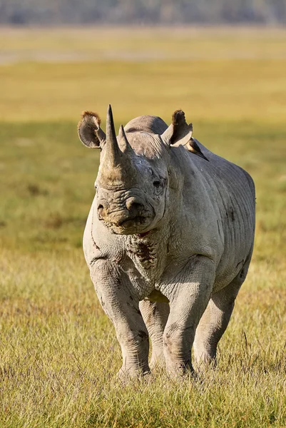 Bellissimo rinoceronte nero — Foto Stock