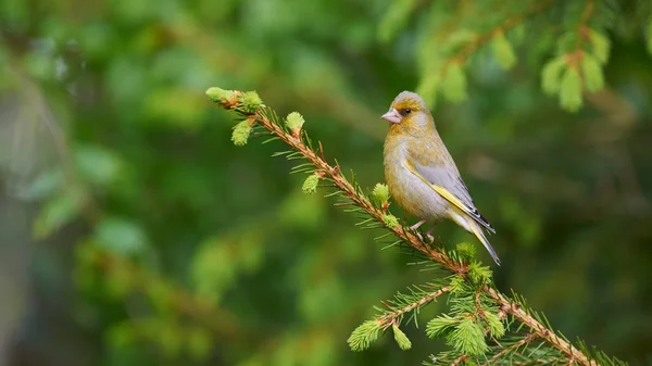 Roselin vert européen perché sur une branche de sapin — Photo