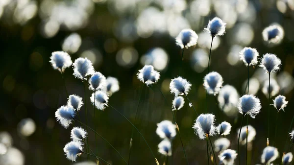 Grama de algodão na luz de fundo — Fotografia de Stock