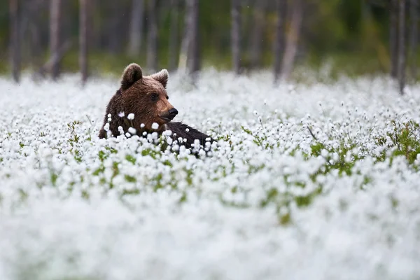 Bel ours parmi l'herbe de coton — Photo
