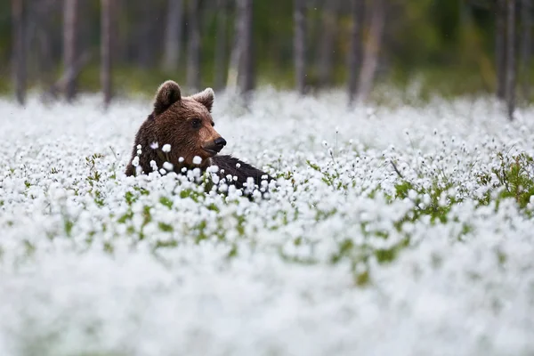 Belo urso entre a grama de algodão — Fotografia de Stock