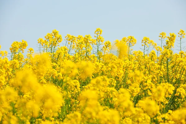 Wunderschönes Rapsfeld — Stockfoto