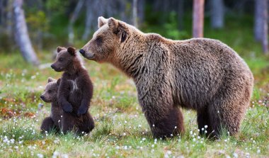 Mother bear and cubs clipart