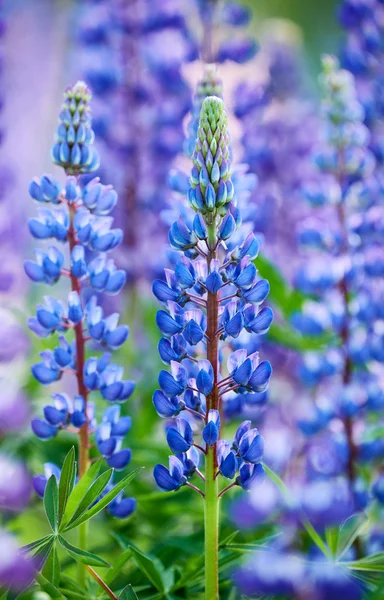 Renkli mavi Lupin