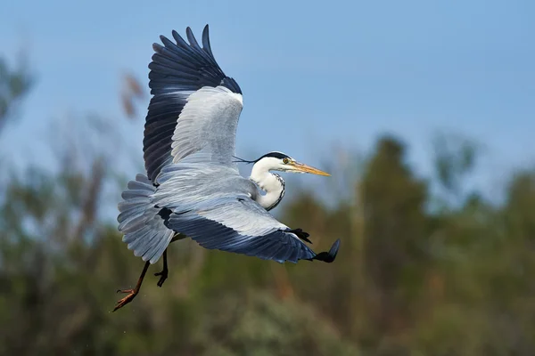 Grey Heron in flight — Stock Photo, Image