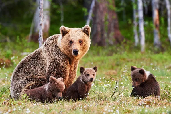 Anne boz ayı ve yavrularını Telifsiz Stok Fotoğraflar