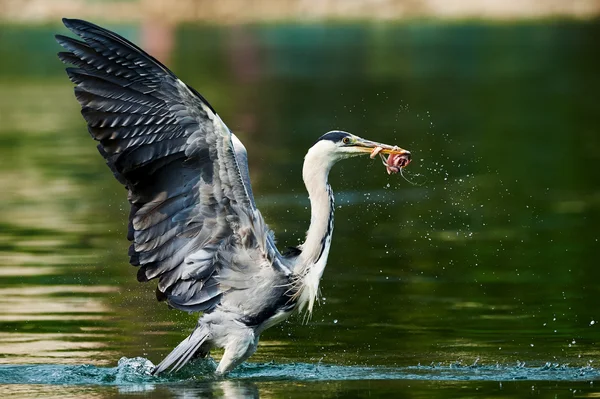 Airone grigio decolla — Foto Stock