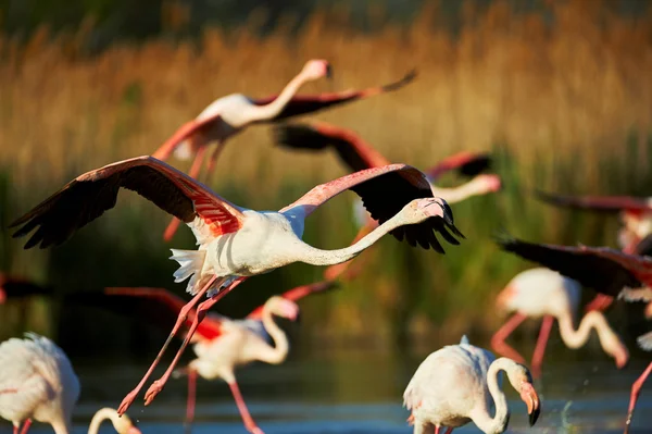 Flamingoer i flugt - Stock-foto