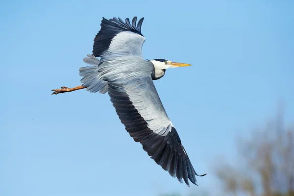 Grey heron in flight — Stock Photo, Image