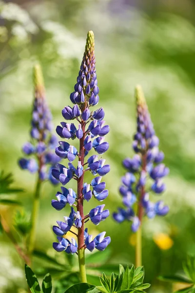 Renkli mavi Lupin