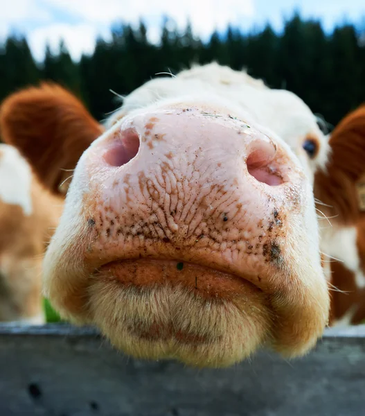 Grappige neus van een Alpine koe — Stockfoto