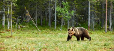 Картина, постер, плакат, фотообои "большой бурый медведь в лесу", артикул 110005050
