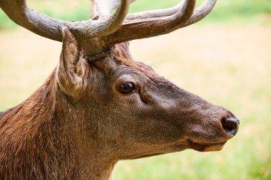 Büyük bir Hart portresi