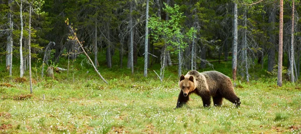 Urso castanho grande na floresta — Fotografia de Stock