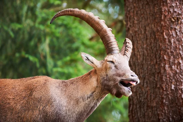 Retrato de ibex — Fotografia de Stock