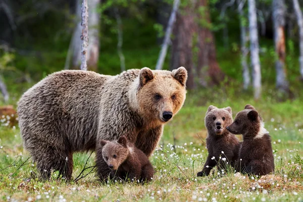 Niedźwiedź brunatny matki i jej szczeniaki — Zdjęcie stockowe