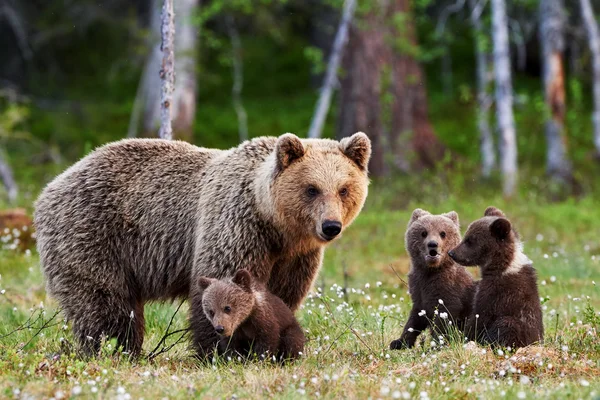 Mother brown bear and her cubs — Stock Photo, Image