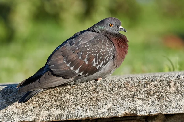 Pigeon on a low wall — Stock Photo, Image