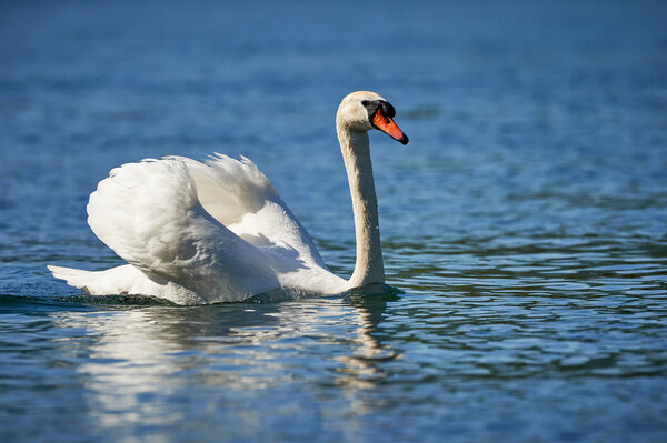 Swan in water