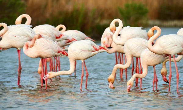 Grupp av rosa flamingos — Stockfoto