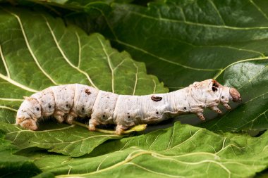 Silkworms on Mulberry leaves clipart