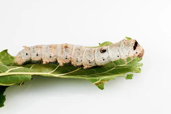 Silkworms on Mulberry leaf — Stock Photo, Image