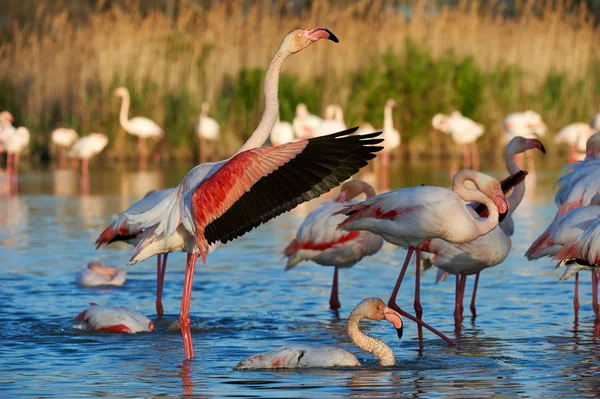 Flamingo's in vlucht — Stockfoto