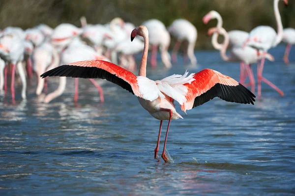 Grupo de flamingos rosa — Fotografia de Stock
