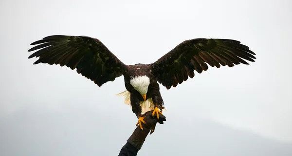 Aquila calva, falconeria — Foto Stock