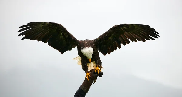 Bald eagle, sokolnictwa — Zdjęcie stockowe