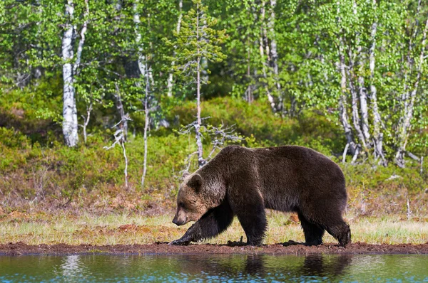 Braunbär im Wald nahe einem See — Stockfoto