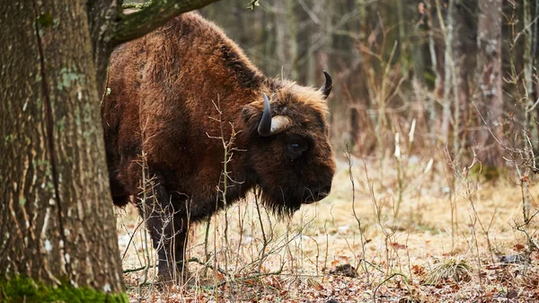 Bisonte europeo en Polonia —  Fotos de Stock