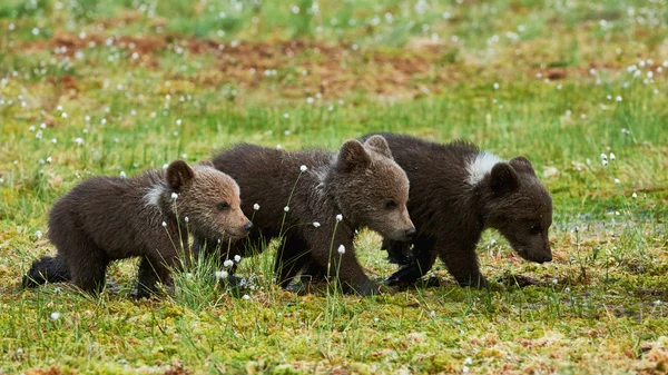 THree Brown filhotes de urso — Fotografia de Stock