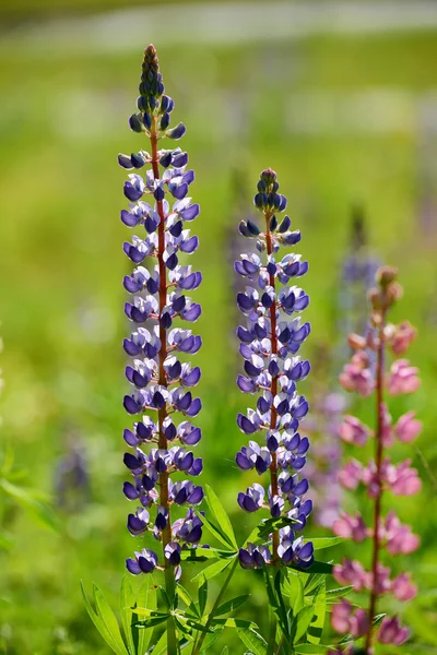 Kleurrijke Blauwe lupine — Stockfoto