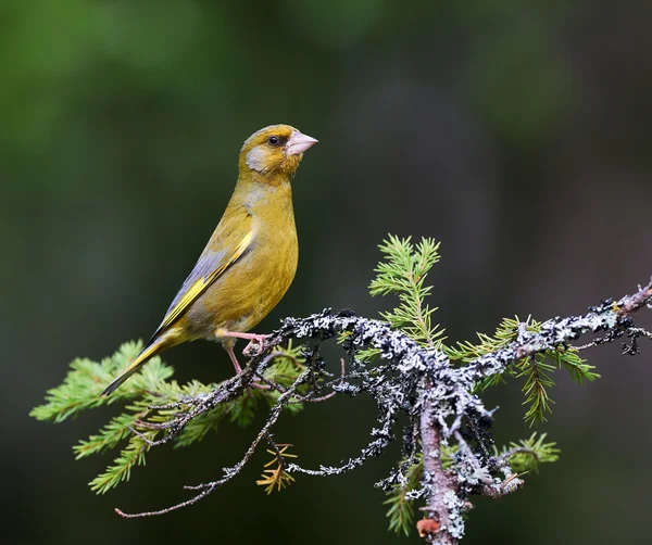 Europeisk grönfink (kloris chloris)) — Stockfoto