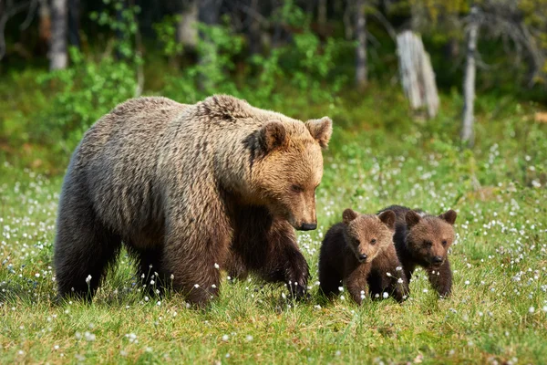 Mother brown bear and her cubs — Stock Photo, Image