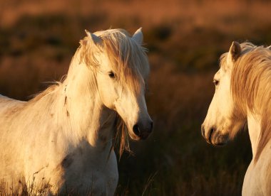 İki Camargue atı görüntü tonda