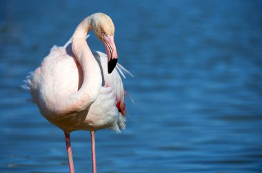 Büyük Flamingo portresi