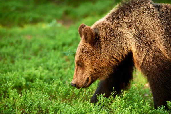Brun björn porträtt — Stockfoto