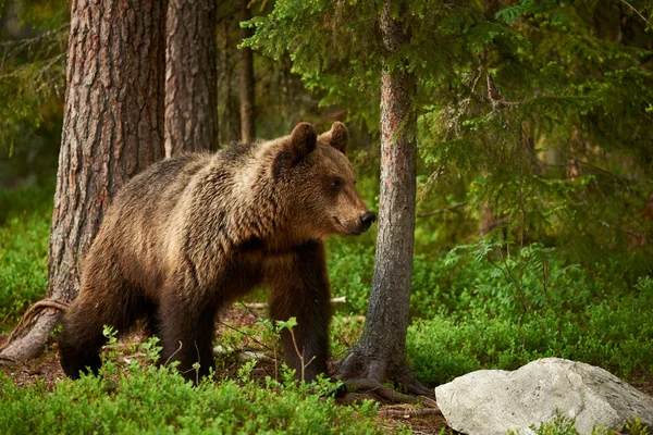 Brown bear in the forest — Stock Photo, Image