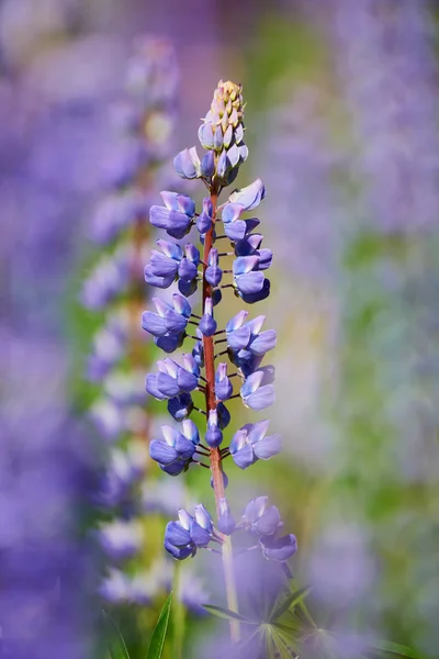 Kleurrijke Blauwe lupine — Stockfoto