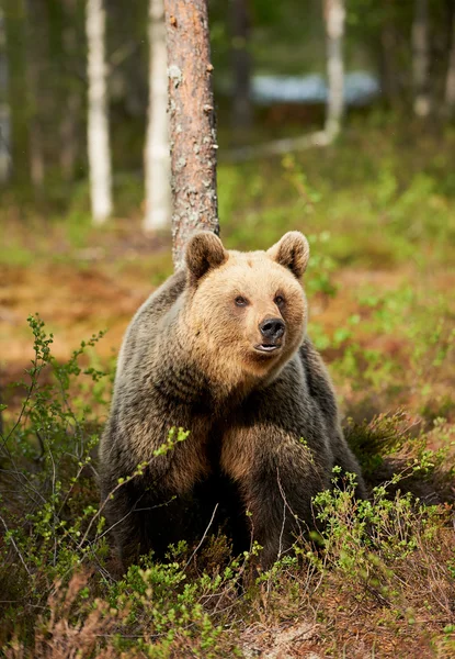 Urso marrom na floresta finlandesa — Fotografia de Stock