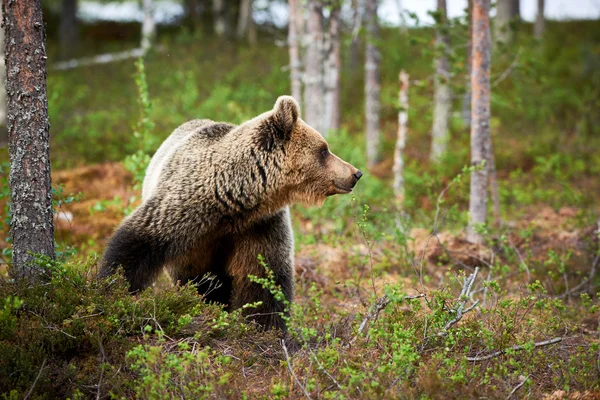 Oso pardo en el bosque finlandés — Foto de Stock