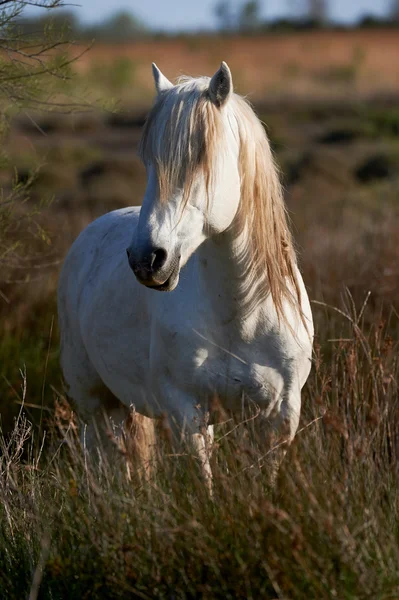 Retrato de um cavalo branco — Fotografia de Stock