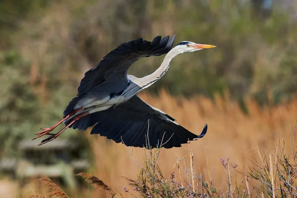 Grey heron in flight — Stock Photo, Image