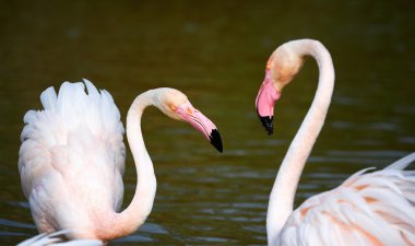 İki pembe flamingo.