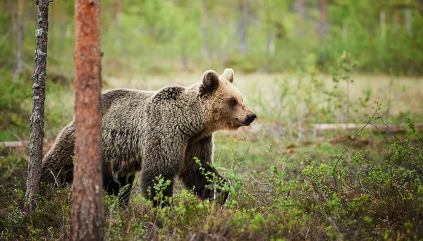 Barna medve, a finn erdő — Stock Fotó