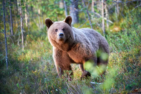 Oso pardo en el bosque finlandés — Foto de Stock