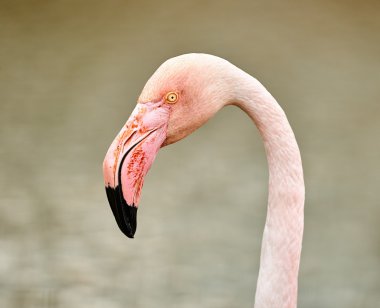 Güzel bir Flamingo portresi